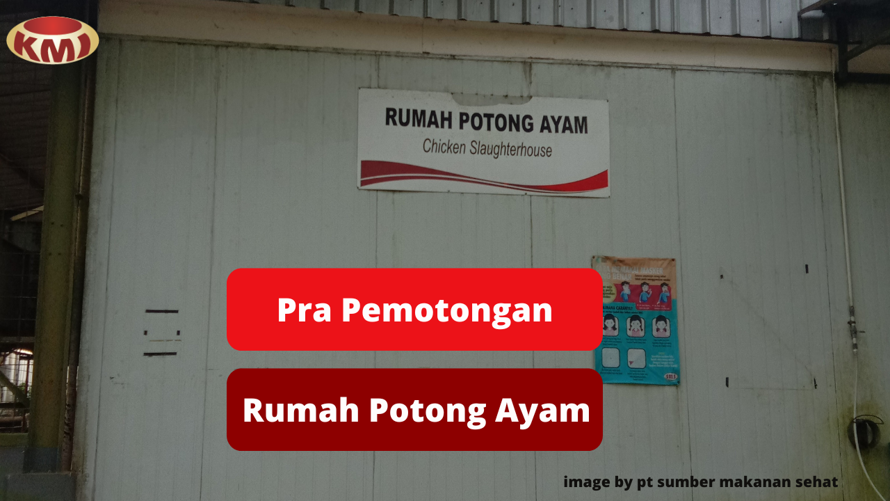 Berikut Ini 3 Tahapan Pra Pemotongan Ayam di Rumah Potong Ayam